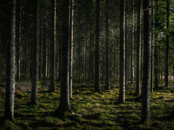 Sendero entre árboles con luz suave